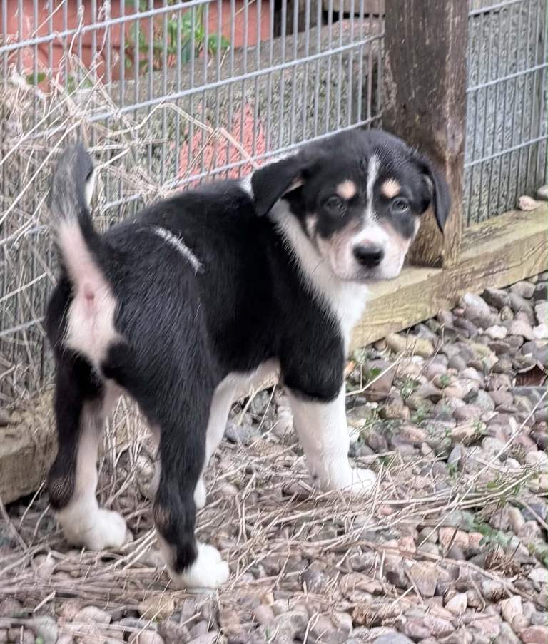 Border collie pups