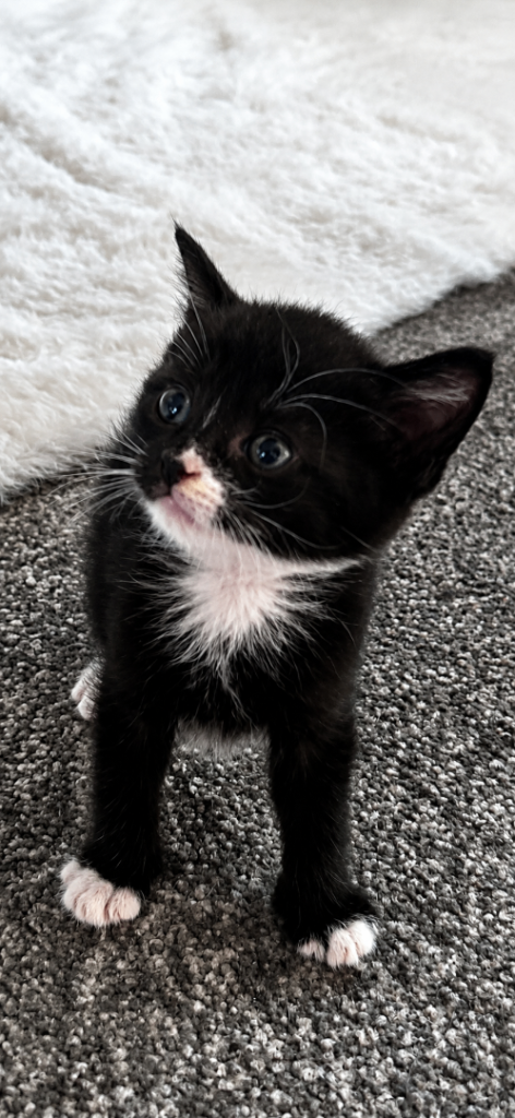 Kittens for sale Doncaster 