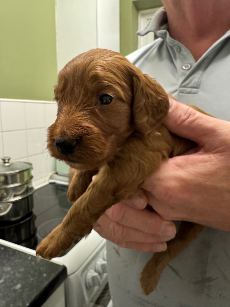 Cockapoo puppie for sale