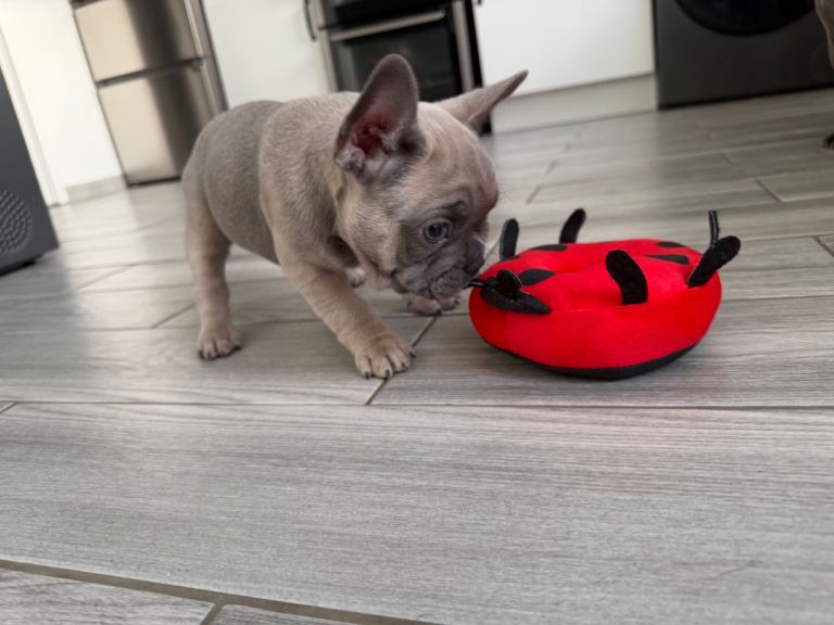 French Bulldog Puppies KC reg 