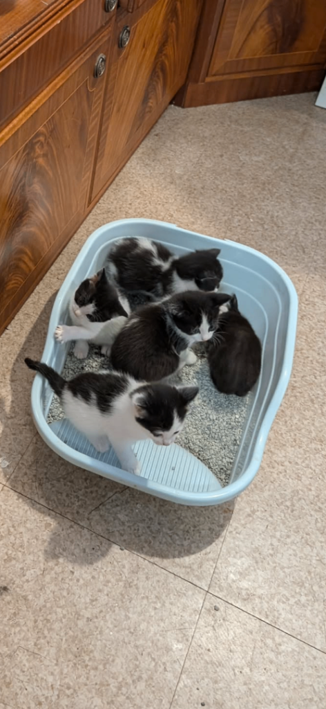 7 beautiful kittens need a home