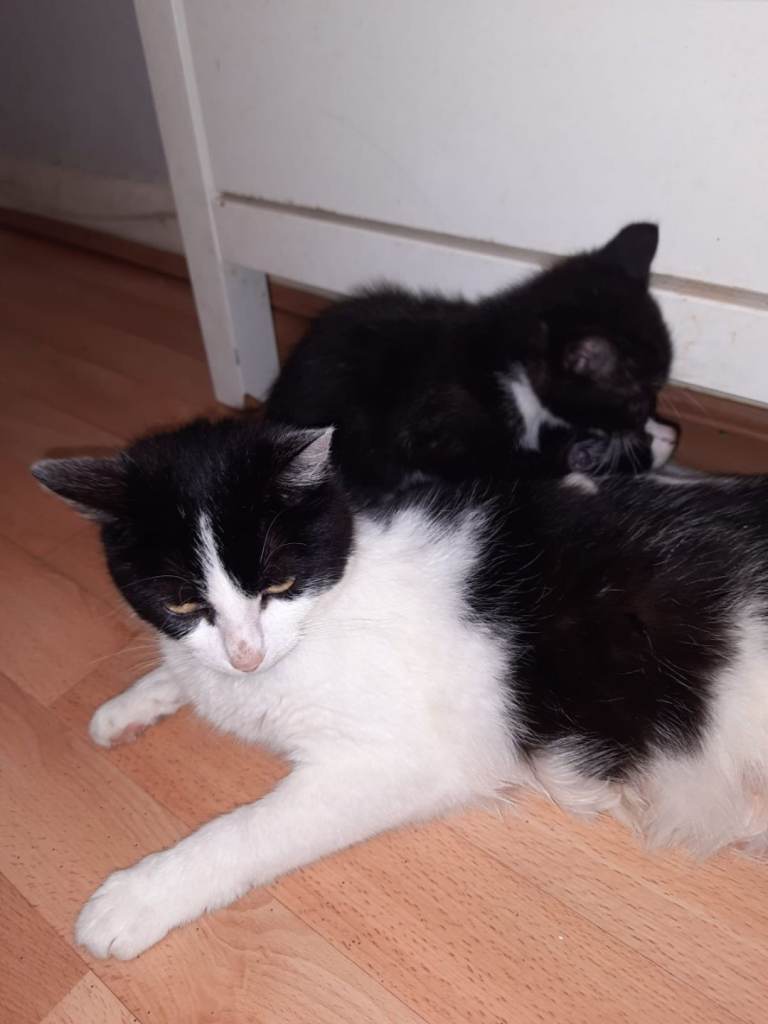 Kittens for sale