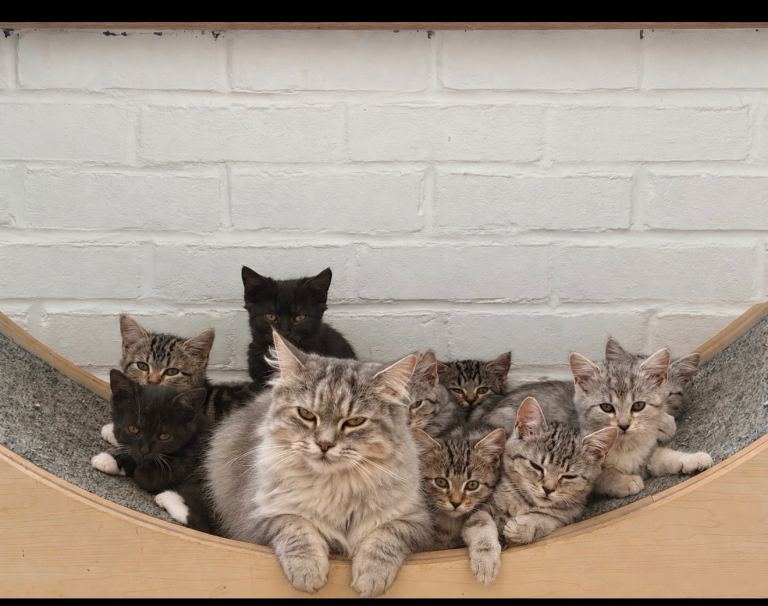 Beautiful kittens ready for forever homes. 