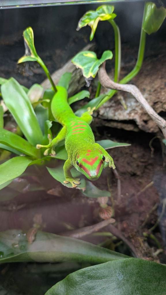 2 giant Madagascarn day geckos for sale