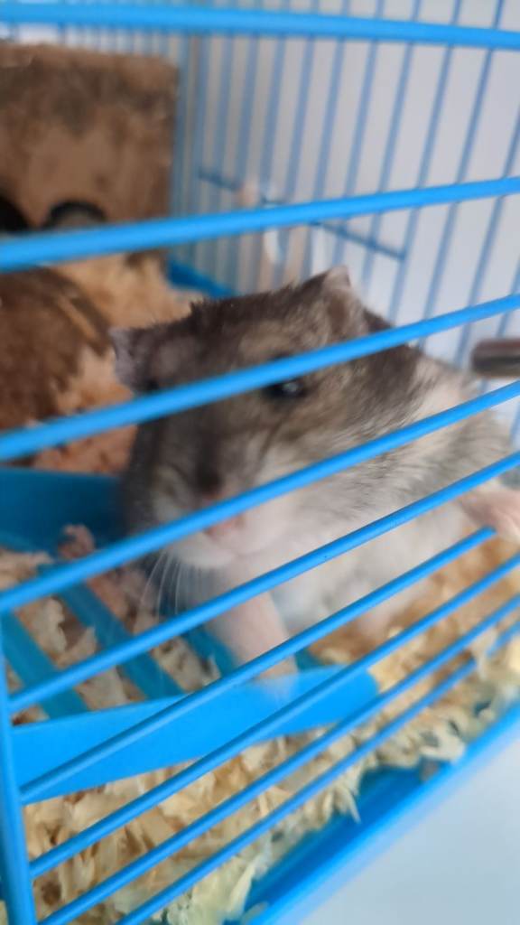 Hamster 