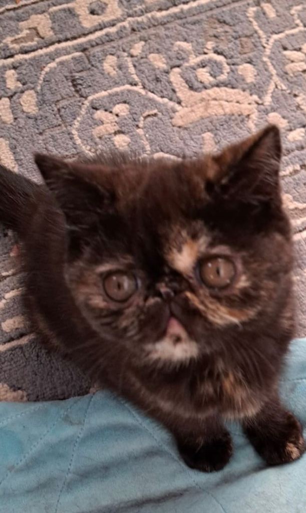 Beautiful Sassy GCCF registered tortoiseshell kitten 