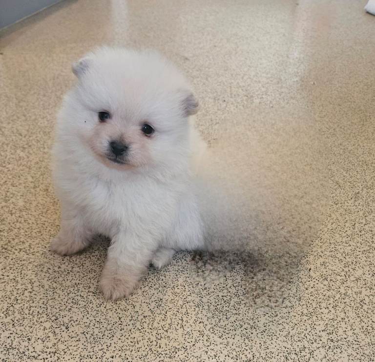 Pomeranian pups 8 weeks old white male