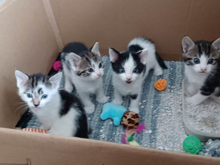 3 kittens for sale 