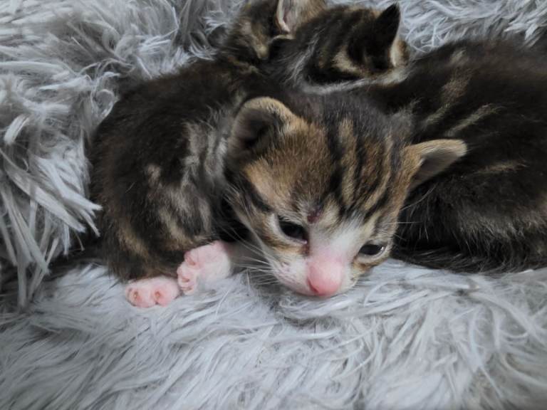 Kittens for sale 
