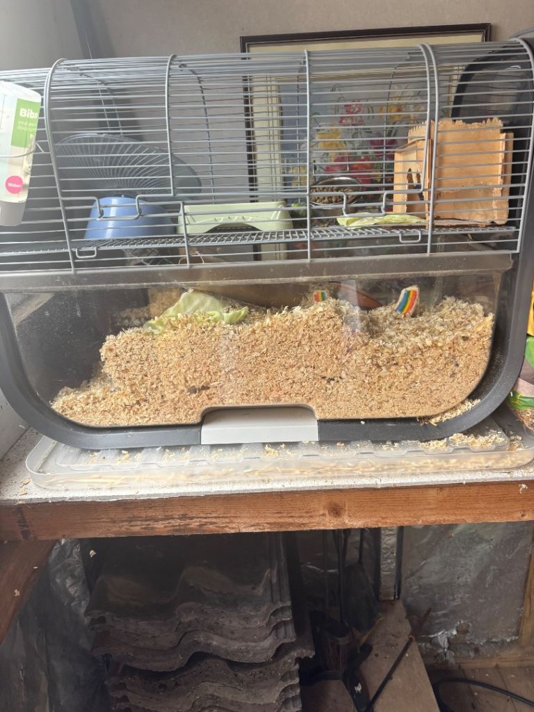 2 male gerbils 