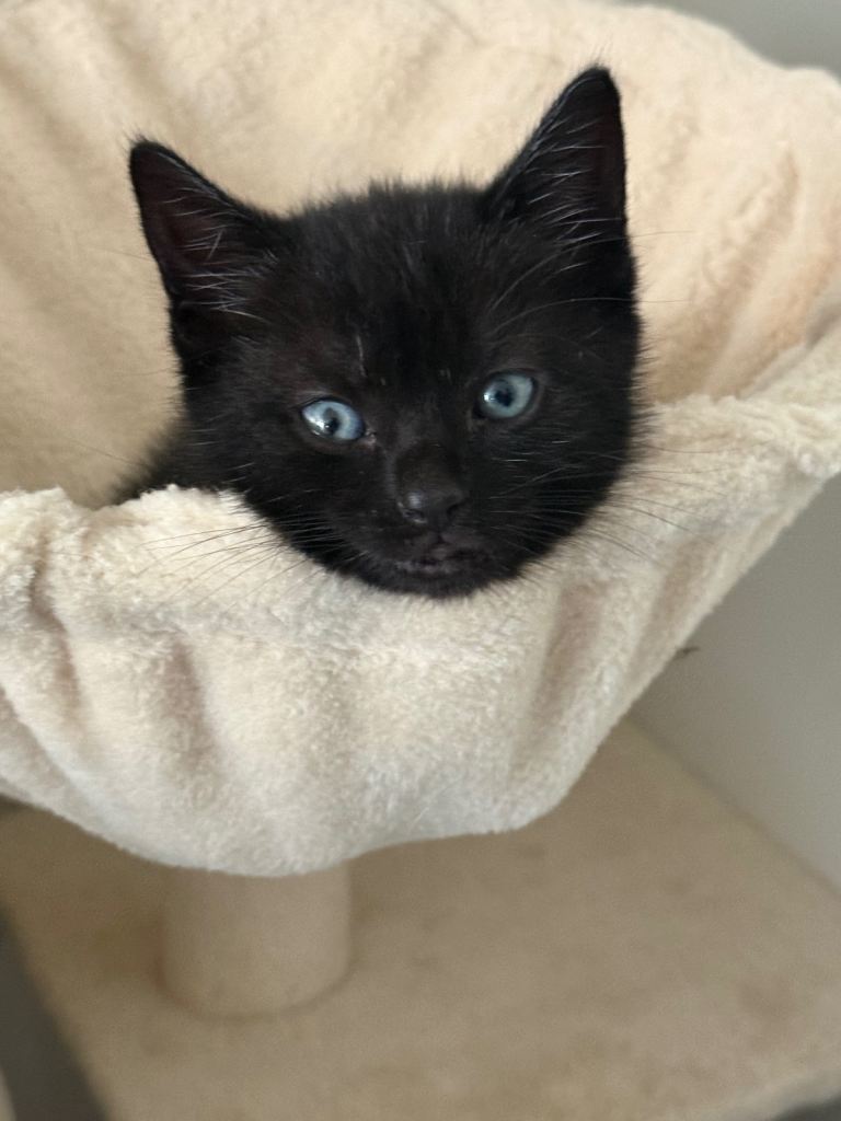 Beautiful Black kittens 