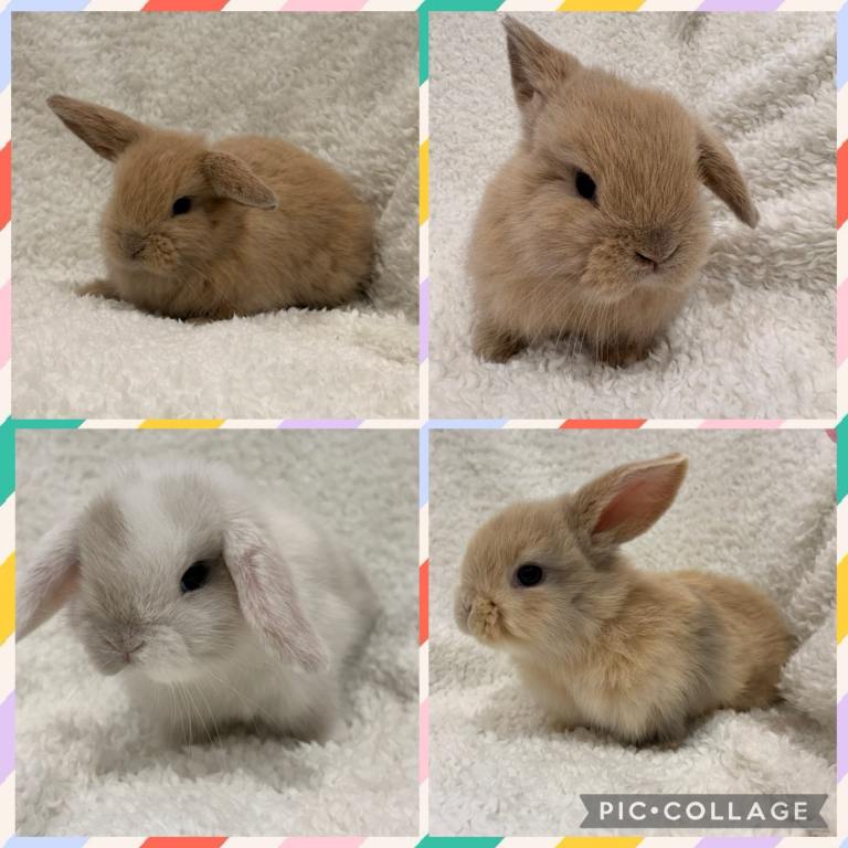 Mini Lops