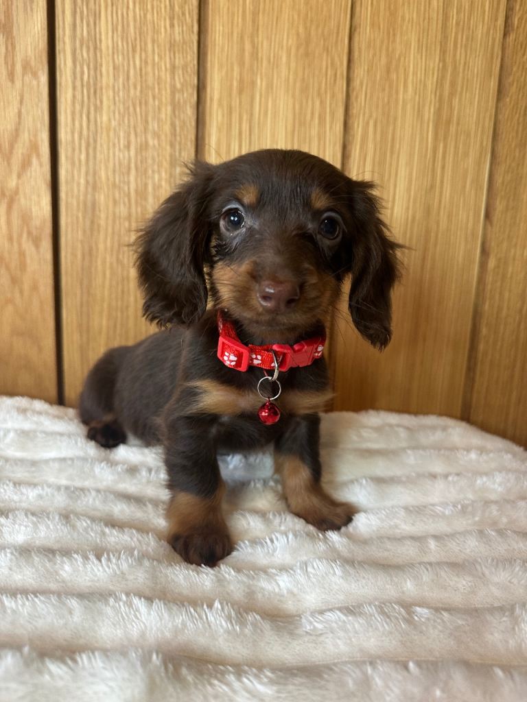 Absolutely Adorable & Healthy Long-Haired Miniature Dachshund Puppies 