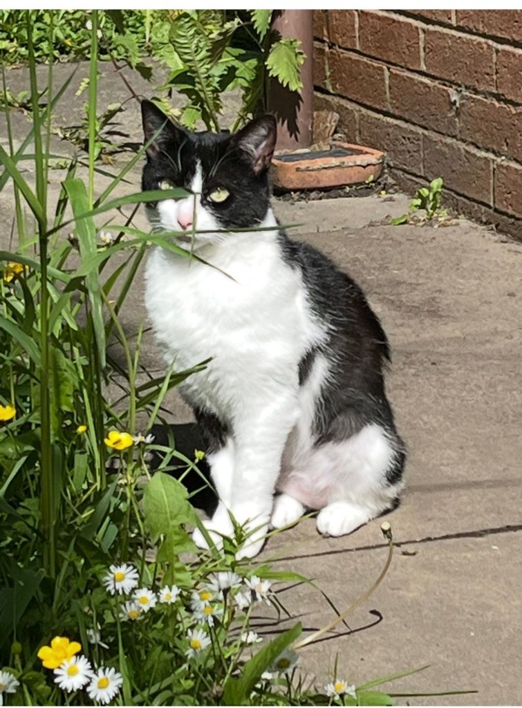 Black and white short hair cat 