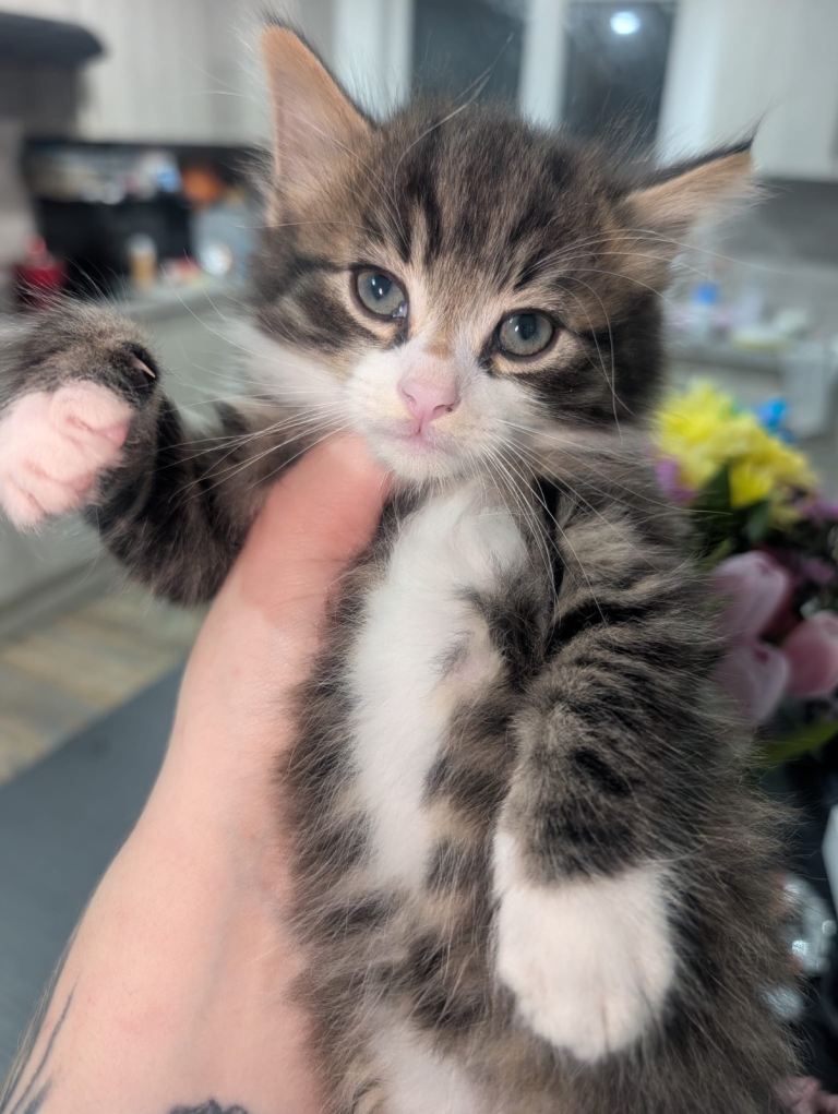 Maine coon cross forest cat  kittens. 