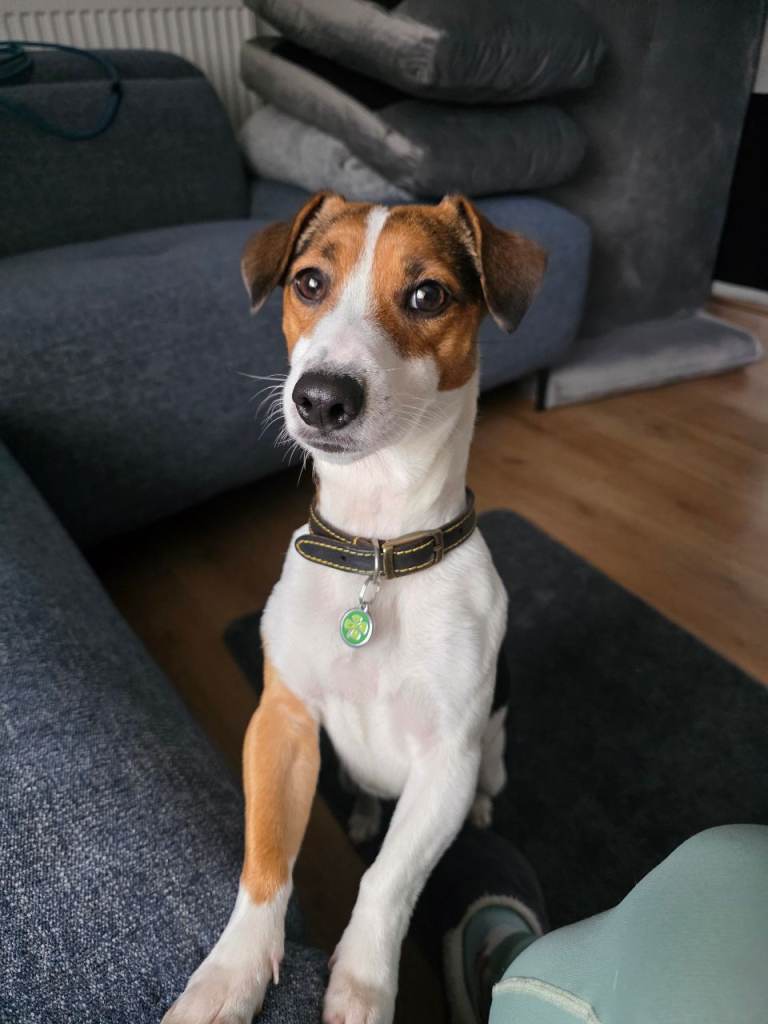 Jack Russell Terrier 