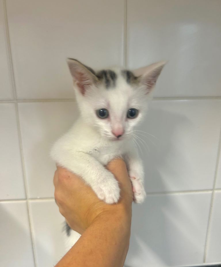 Kittens