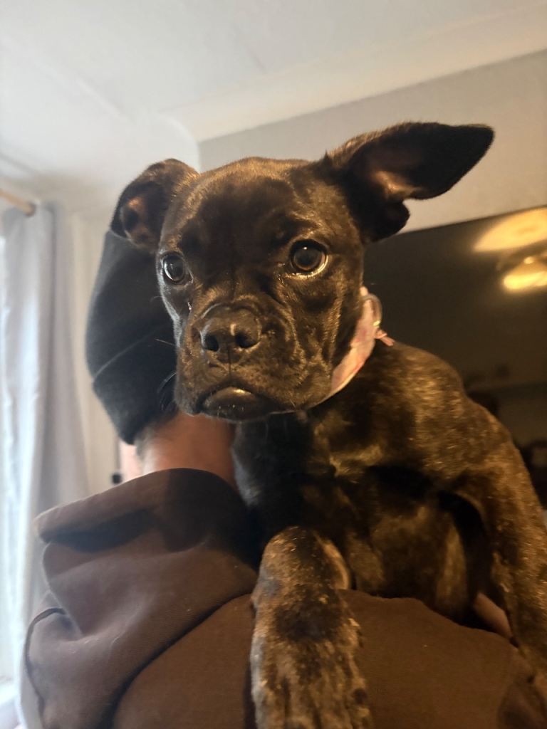 Frenchie/boxer 
