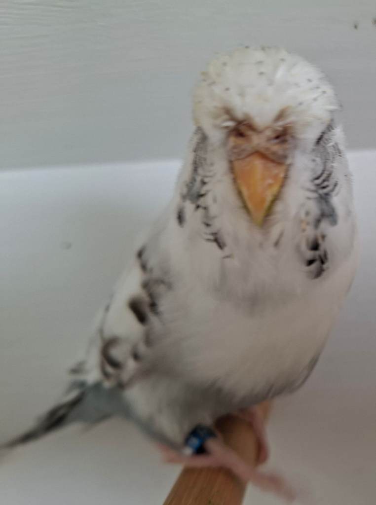 Exhibition budgies 