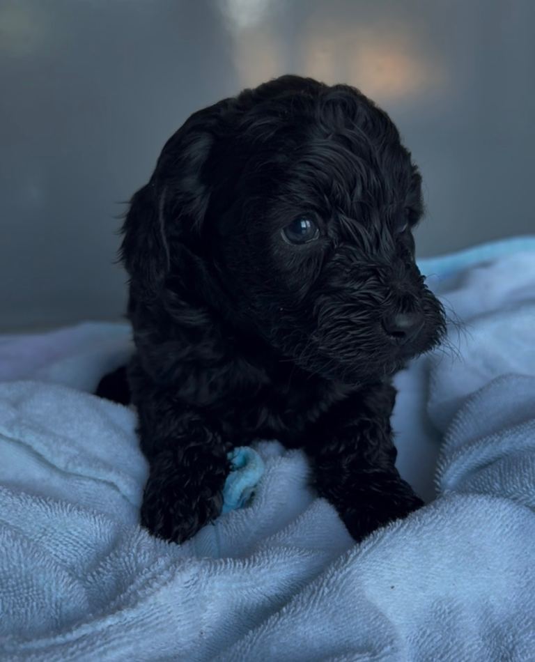 Stunning Cockapoo Girl 