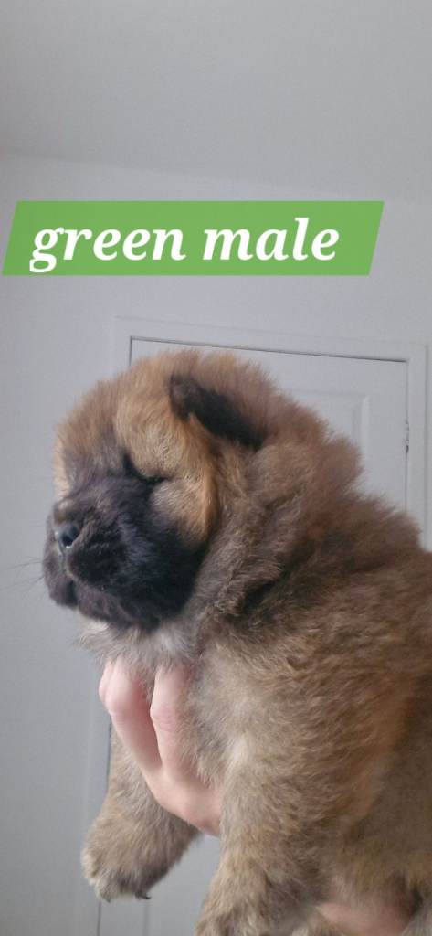 Kc registered chow chow pups 🐶 
