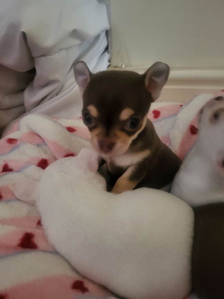4 beautiful chihuahuas
