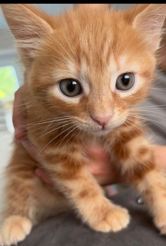 One ginger kitten one black and white. 