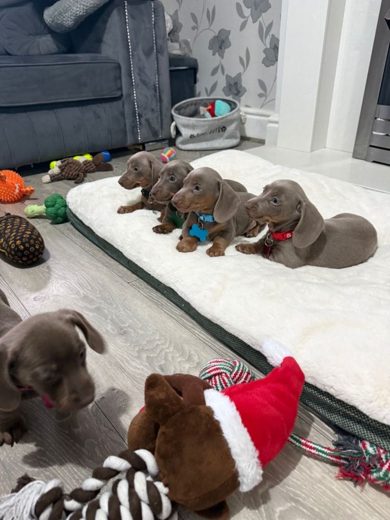 Miniature Dachshund Duppies