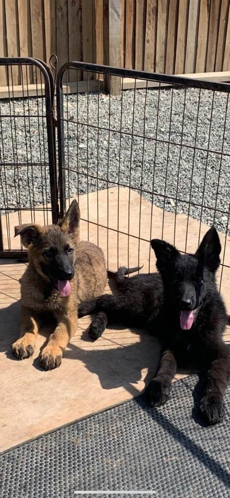 German shepherd puppies