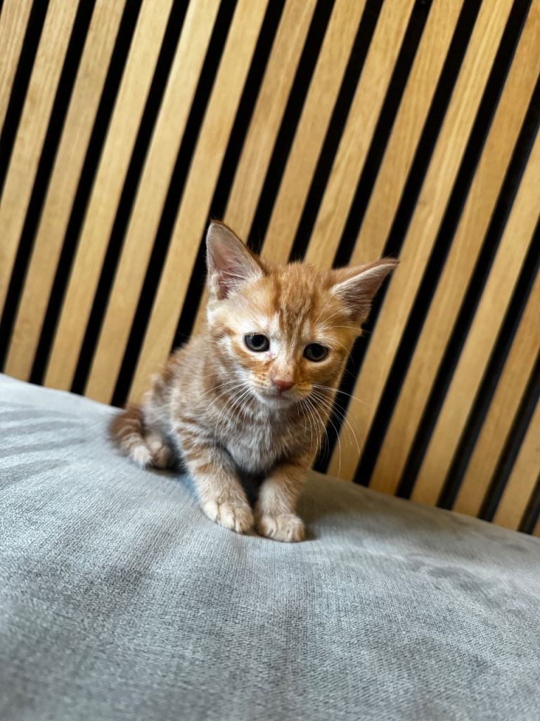 Last of the litter ginger male kitten 