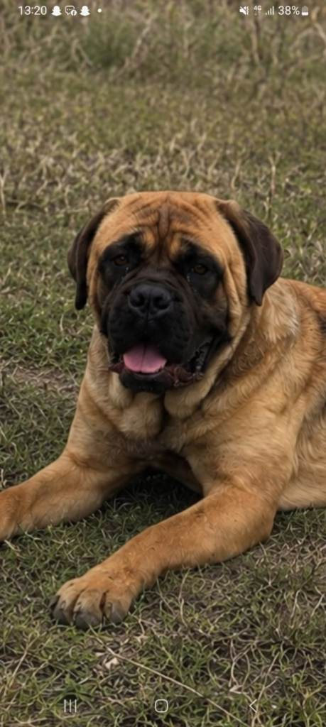 Female cane corso