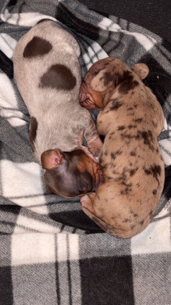 Miniature dachshunds 