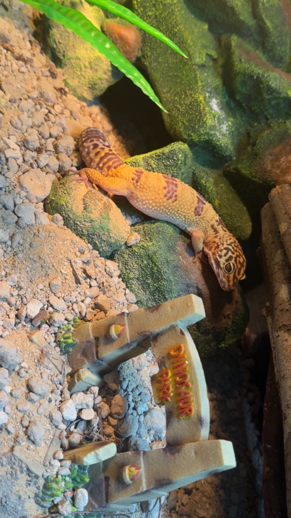 Leopard gecko (Godzilla morph)