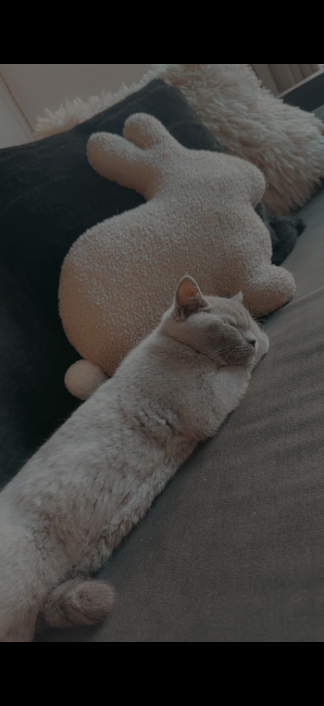 British shorthair cat