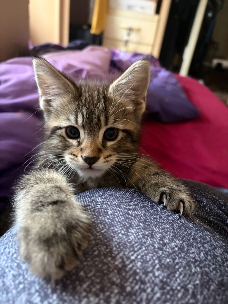Maine Coon X Kitten for sale Tabby Male ready 15 Sept