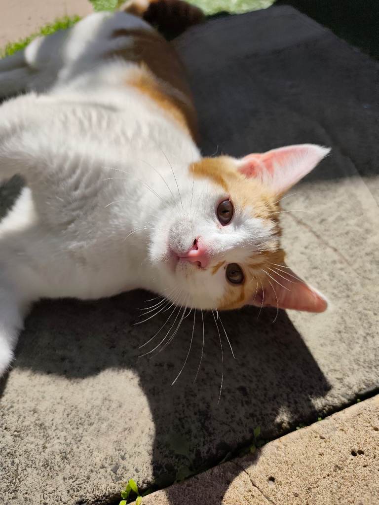 Lovely Mixed Breed Kittens 