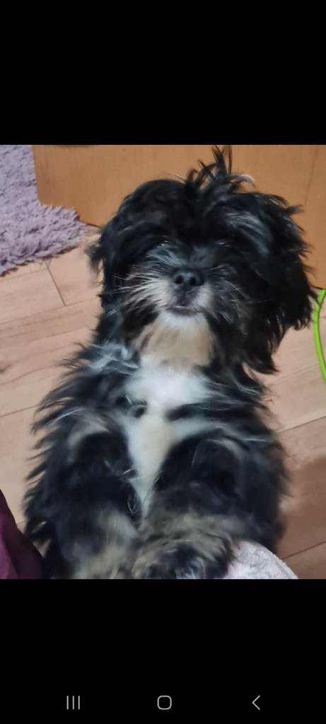 Male Shih Tzu puppy last one 