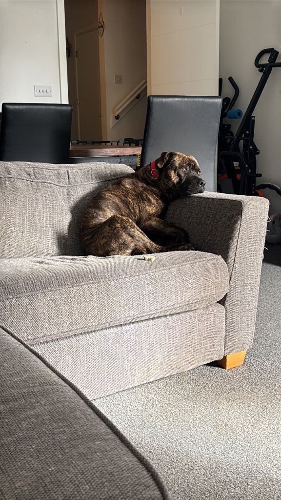 16 month old Staffy x shar pie puppy 