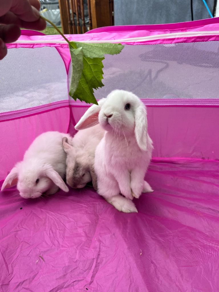 Mini lop rabbits