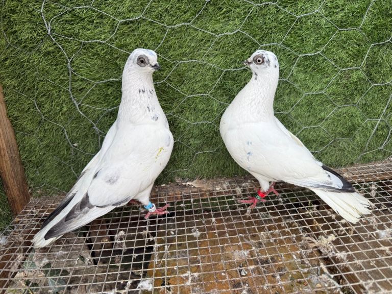 Strong Homing & Fancy Pigeons – Healthy Pairs Available – Wembley