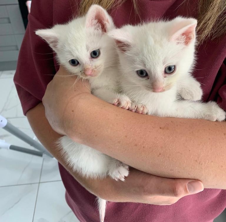 Adorable White kittens 