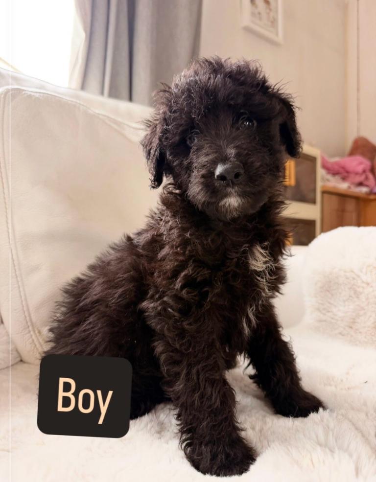 Gorgeous Borderdoodle puppies 