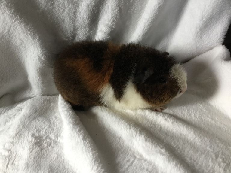 Boys and girls looking for new homes 