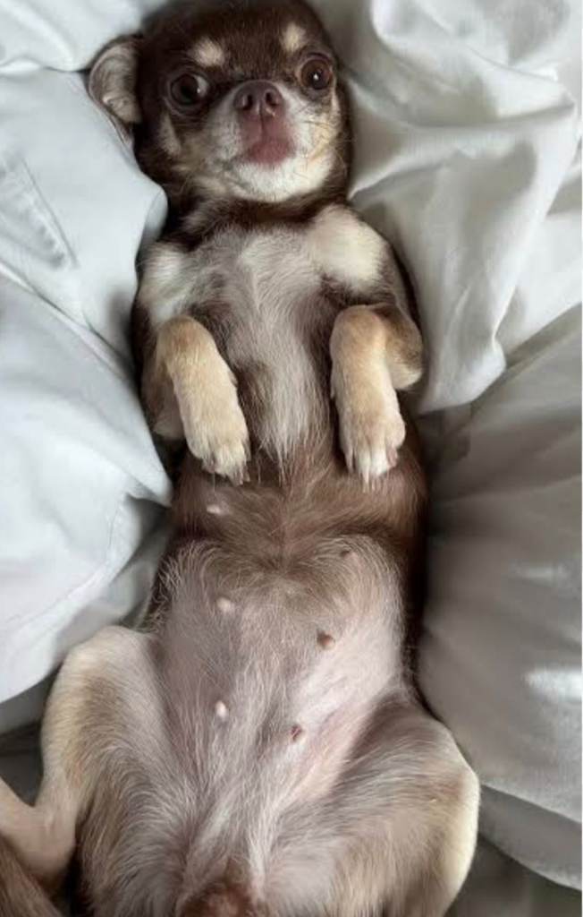 Chocolate chihuahua female 