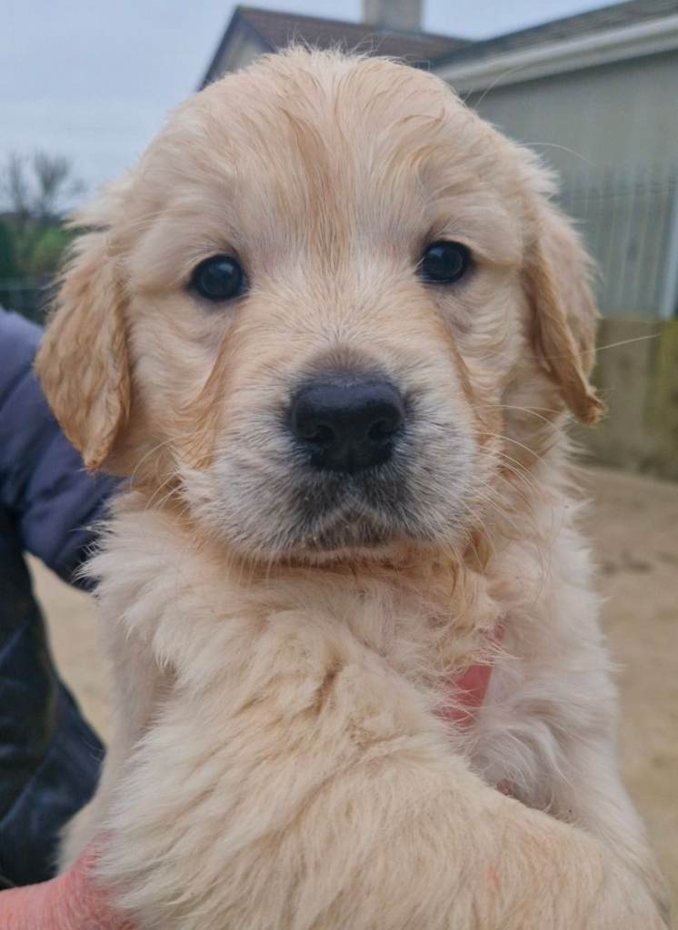 Pure bred Golden Retriever puppies  1 female left