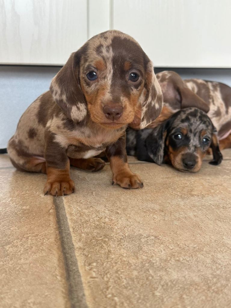 Isabelle dapple miniature dachshund puppies