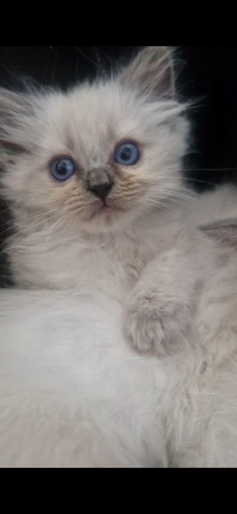 Pure Ragdoll Kittens 