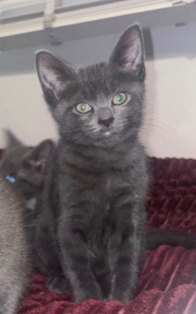 Kitten for sale