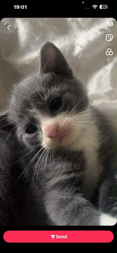 Kittens , grey and black 