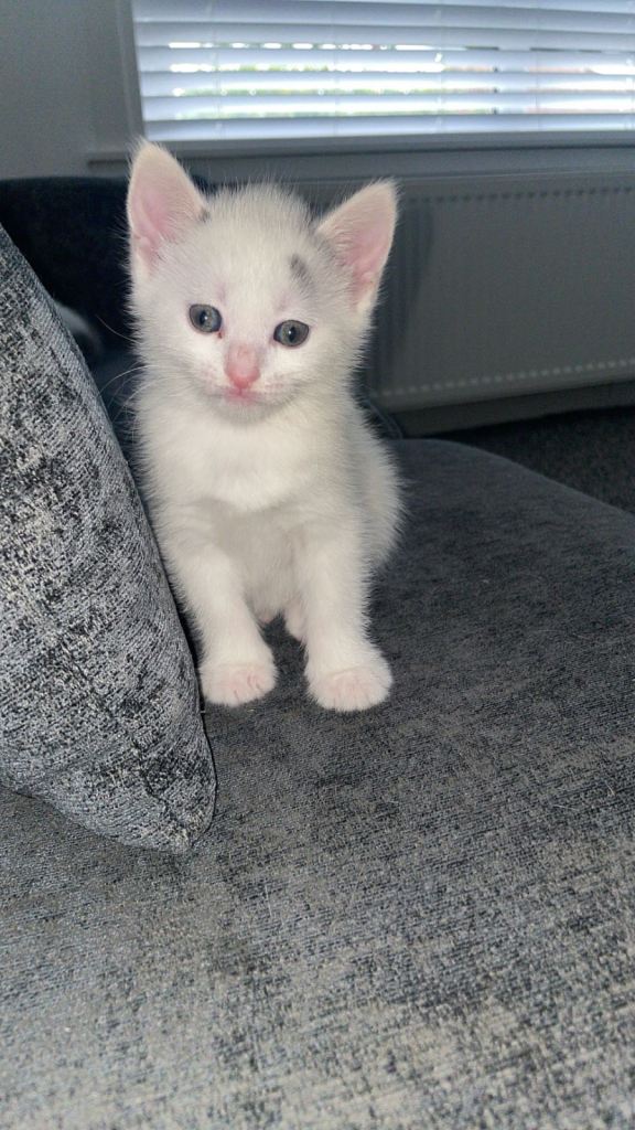 Kittens 